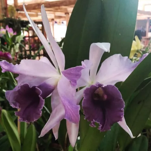 Linda Orquídea Laeliocattleya Roebling Lilás Violeta Roxa