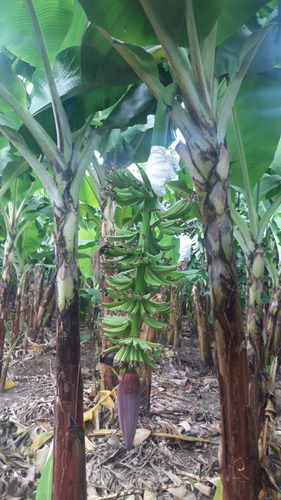Terreno En Santiago Cienfuegos