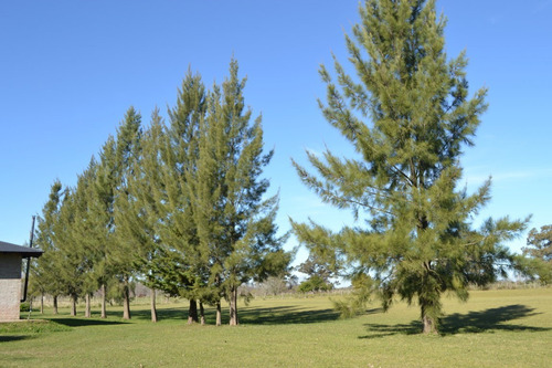 Imagen 4 de 7 de Quinta Venta Ranchos