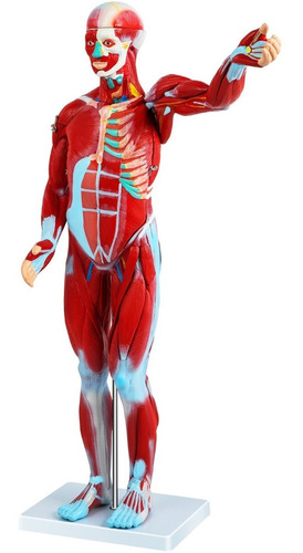 Modelo Musculos Anatomico Humano 27 Piezas, 80 Cm