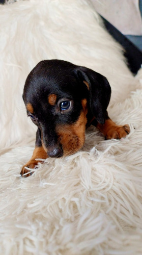 Hermosos Dachshund Miniatura