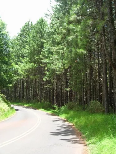 PINUS TAEDA - Sementes CaiÃ§ara