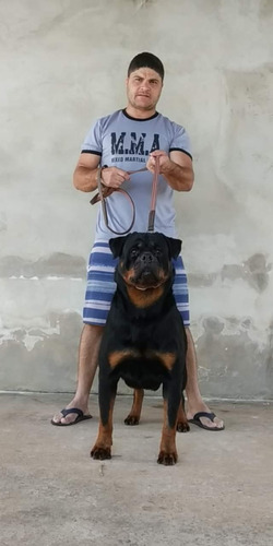 Filhotes De Rottweiler