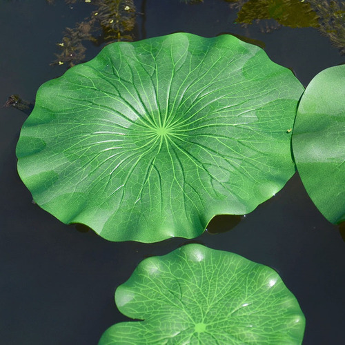 Imagen 3 de 10 de Plantas Flotantes Lotus 10cm
