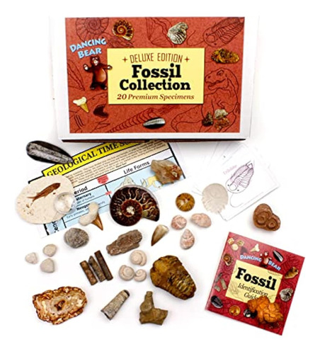 Set De Colección Fossil De Dancing Bear, 20 Unidades