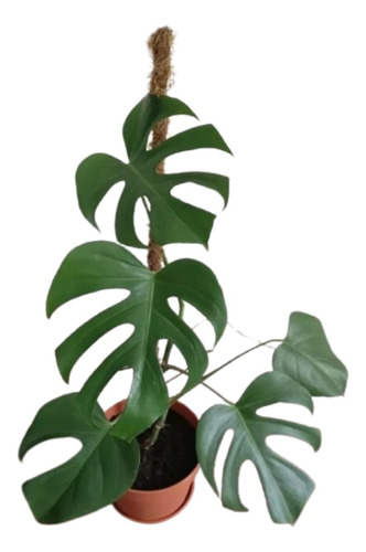 Monstera Deliciosa En Maceta Clásica - Philodendron
