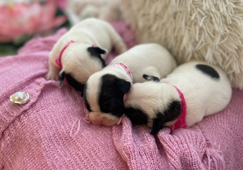 Bulldog Frances Hembra Vaquita