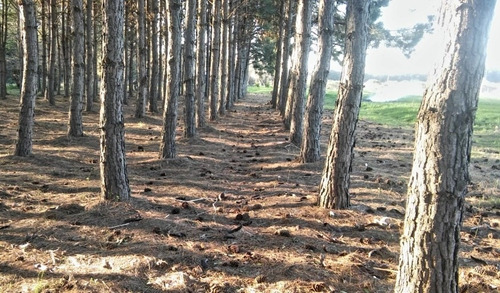 Imagen 4 de 18 de Chacra Mercedes (1,5 Hectareas) Único Por Su Forestación