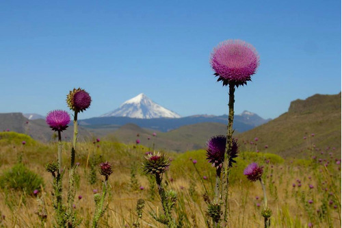 Campo En Venta Zona Alumine, Neuquén