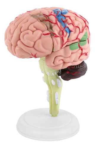 1 Modelo Cerebro Humano Anatómico Desmontado Para Enseñanza