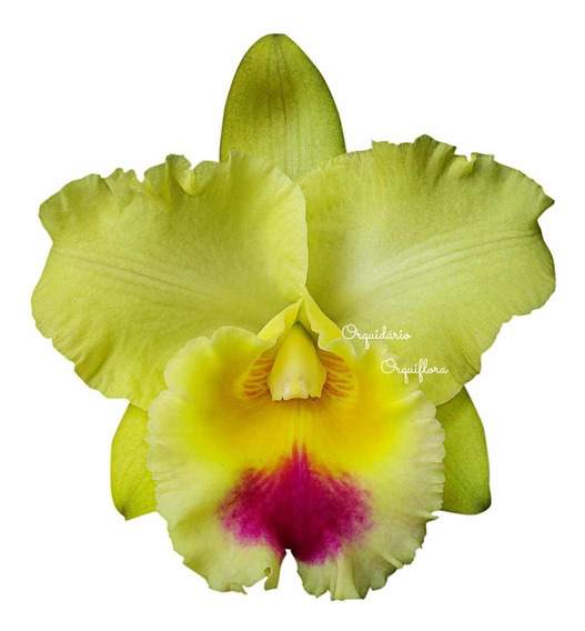 Muda Orquídea Cattleya Blc. Goldenzelle Flor Amarela | MercadoLivre