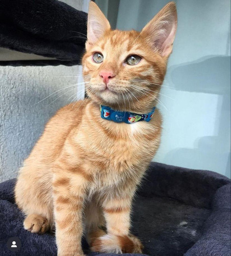 Gato Orange Tabby