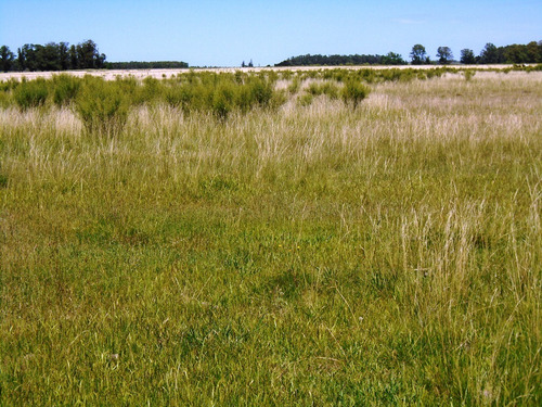 Imagen 7 de 17 de Campo 15 Has Con Aguada Permanente Tala Canelones
