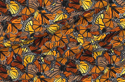 Tela Cuchara  Mariposa Australiana Cocinero Monarca Naranja