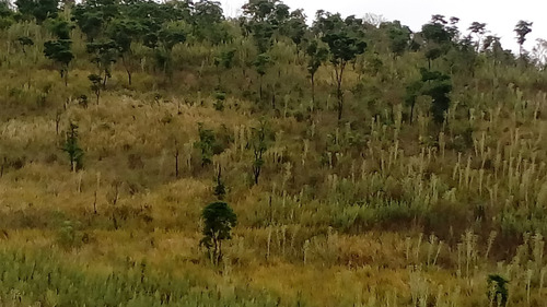 Chácara Em Mairiporã - Excelente Oportunidade