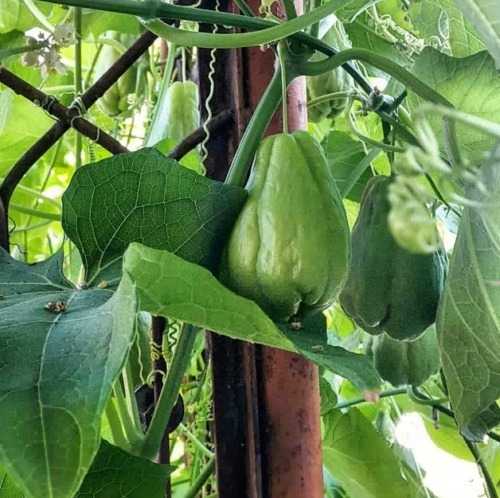 Semillas De Papa Del Aire O Chayote Envío A Todo Chile