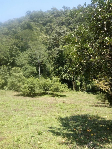 Imagen 5 de 7 de Terreno - San José Chiltepec