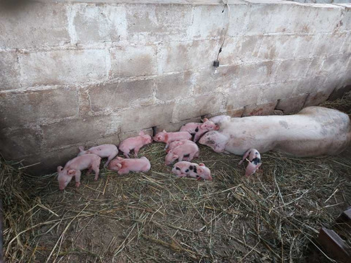 Imagen 16 de 29 de Finca Mixta + Manga De Coleo De 1 Ha En Guayabita En Turmero