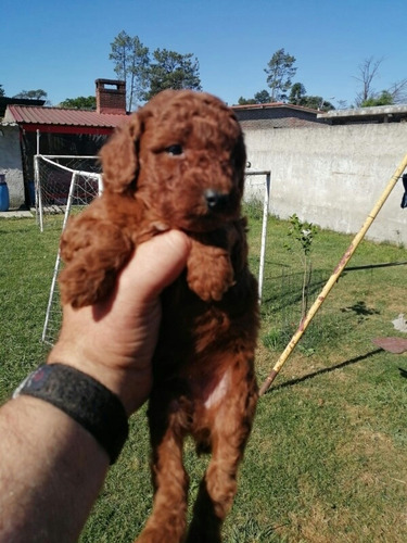 Imagen 5 de 8 de Caniche Pelirrojo, Aceptamos Tarjeta!nacen En Marzo