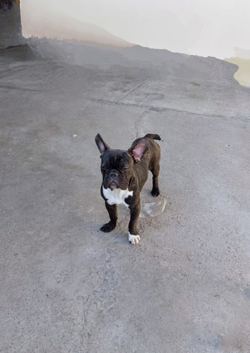 Cachorro Bulldog Francés Macho Negro