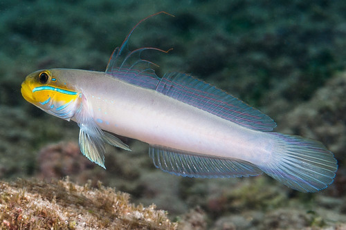 Pez Marino - Valenciennea Strigata - Gobio Durmiente