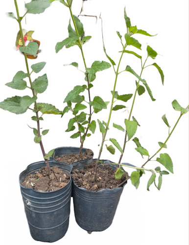 Plantín Parietaria Officinalis (buscapina)