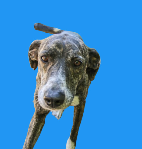 Rony, Un Atigrado Muy Bello Y Mimoso En Adopcion, Hermoso !!