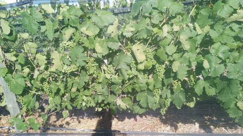 Finca Productiva En San Rafael, Mendoza