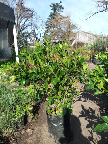 Planta Gardenia Augusta , Jazmin Del Cabo 15ts