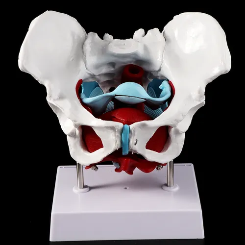 Modelo De Músculo Pélvico De La Pelvis Femenina, Útero, Ovar