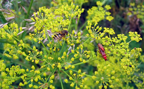 Chirivia Cherovia Pastinaca Sativa Sementes Para Mudas