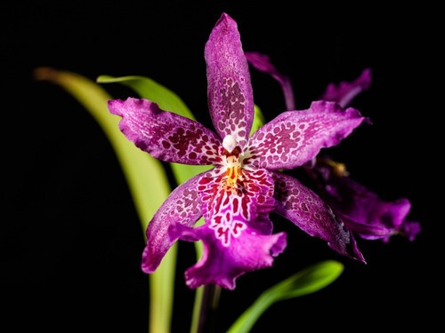 Orquídea Beallara Marfitch Roxa ! Planta Adulta ! | MercadoLivre