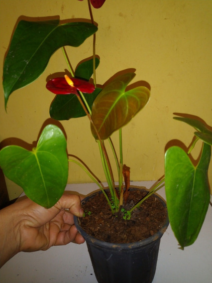 Muda De Antúrio Gigante De Flor Vermelha Para Vaso Ou Jardim