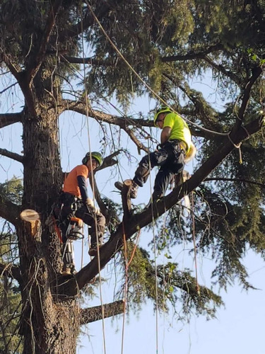 Imagen 4 de 5 de Poda En Altura Profesional (poda,tala De Arboles Y Palmeras)