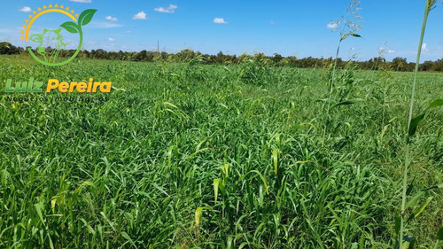 Imagem 2 de 15 de Fazenda À Venda Em Divinópolis - To - De 1.476 Hectares - 1747