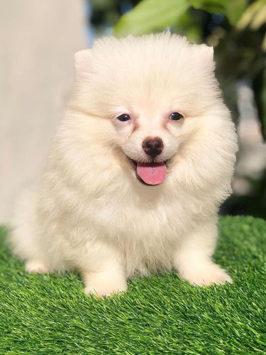 Cachorros Pomerania 