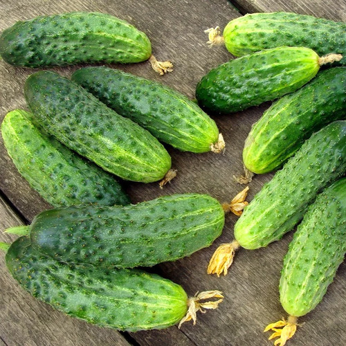 Semillas De Pepinillos Conserva Agroecológicas! Pepinos Baby