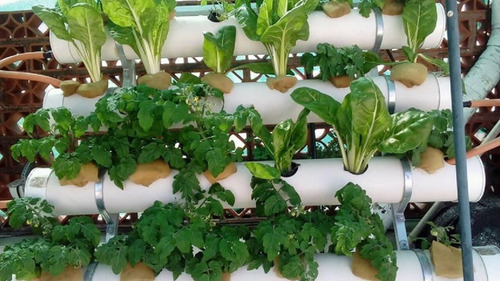 Imagen 6 de 10 de Potenciador De Floración Pyk Rinde 1000 Litros.