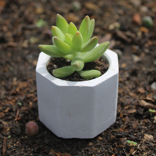 Maceta De Yeso Octogonal Souvenirs Velas Decoración Cactus Blanco 6 Unidades