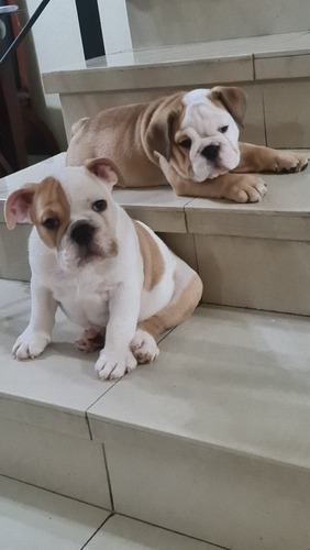 Imagen 7 de 9 de Cachorros De Bulldog Inglés
