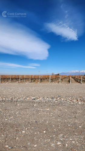 Se Vende Finca En Valle De Uco Mendoza. 300 Ha De Viñedo En Producción Unicas. Lo Mejor