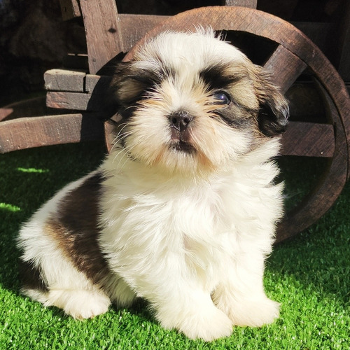 Shih Tzu Con Pedigree Y Microchip