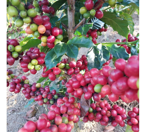 Venta Finca 14 Ha, Boconó Edo. Trujillo, Venezuela