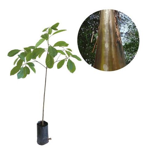 Muda De Pau Mulato Pronta Para Plantio 10 Cm A 40 Cm