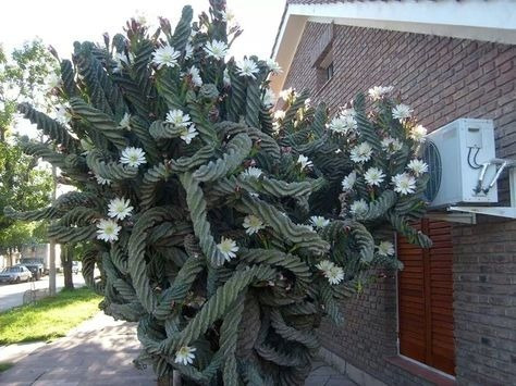 Sementes Cacto Parafuso Cereus Forbesi Suculenta P/ Mudas | MercadoLivre