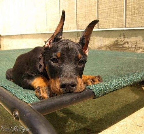 Cachorros Doberman Perrito Doverman Puppy Dobermen