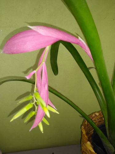 Bromelia Billbergia Nutans Mac 3 Lts