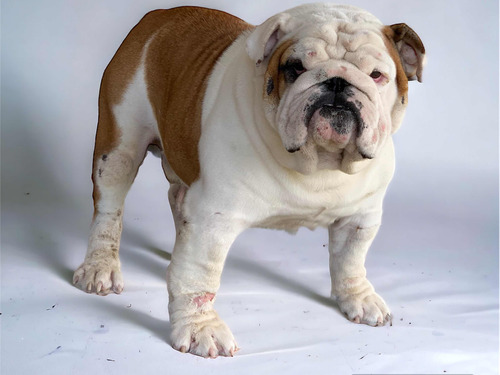 Bulldog Inglés Para Monta Con Pedigree Placa De Cadera A