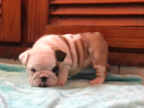Imagen 8 de 10 de Cachorros Bulldog Inglés Con Pedigri Kcu