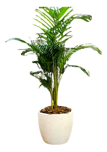 Palmera Areca En Maceta Andina Rotomoldeada Ideal Deco